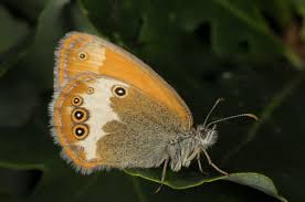 Attēlu rezultāti vaicājumam “Coenonympha arcania”
