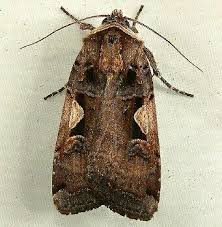 Attēlu rezultāti vaicājumam “Xestia c-nigrum”