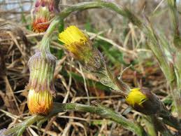 Attēlu rezultāti vaicājumam “Tussilago farfara bud”