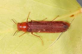 Attēlu rezultāti vaicājumam “Hylecoetus dermestoides”