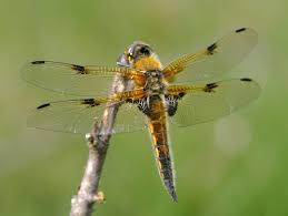 Attēlu rezultāti vaicājumam “Libellula quadrimaculata exuvia”