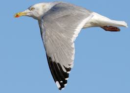 Attēlu rezultāti vaicājumam “Larus argentatus adult”