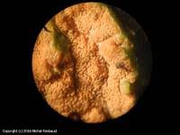 Attēlu rezultāti vaicājumam “Gloeoporus taxicola”