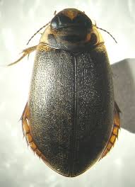 Attēlu rezultāti vaicājumam “Rhantus frontalis”