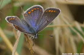 Attēlu rezultāti vaicājumam “Polyommatus icarus female”