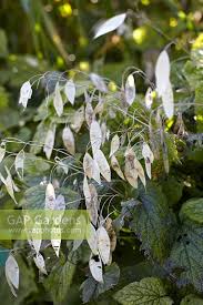 Attēlu rezultāti vaicājumam “Lunaria rediviva leaf”