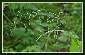 Attēlu rezultāti vaicājumam “Poa remota”