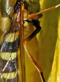 Attēlu rezultāti vaicājumam “Syrphus sp. imago”