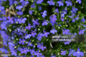 Attēlu rezultāti vaicājumam “Lobeliaceae”