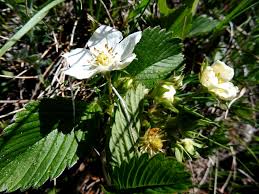 Attēlu rezultāti vaicājumam “Fragaria viridis”