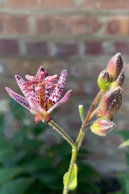 Image result for Tricyrtis `Black Beauty`