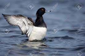 Attēlu rezultāti vaicājumam “Aythya fuligula male”