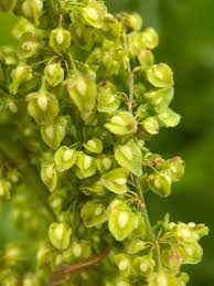 Attēlu rezultāti vaicājumam “Rumex crispus fruit”