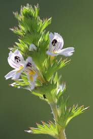 Image result for Euphrasia stricta