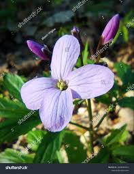 Attēlu rezultāti vaicājumam “Cardamine bulbifera flower”