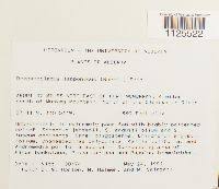 Attēlu rezultāti vaicājumam “Hamatocaulis lapponicus”