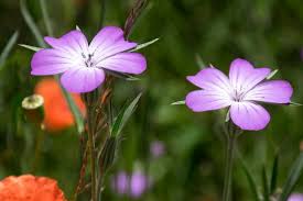 Image result for Kornrade