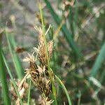 Attēlu rezultāti vaicājumam “Carex praecox”