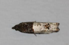 Attēlu rezultāti vaicājumam “Notocelia roborana”