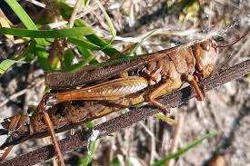 Attēlu rezultāti vaicājumam “Entomophaga grylli”