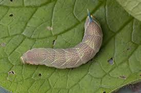 Attēlu rezultāti vaicājumam “Mimas tiliae”