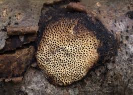 Attēlu rezultāti vaicājumam “Dichomitus campestris”