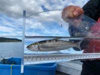 Image result for Coregonus albula