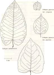 Attēlu rezultāti vaicājumam “Reynoutria sachalinensis leaf”