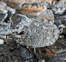 Attēlu rezultāti vaicājumam “Oeneis jutta”