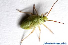 Attēlu rezultāti vaicājumam “Lygus nymph”