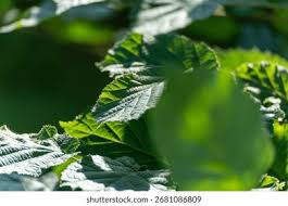 Attēlu rezultāti vaicājumam “Corylus avellana leaf”