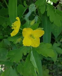 Attēlu rezultāti vaicājumam “Chelidonium majus leaf”