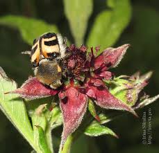 Attēlu rezultāti vaicājumam “Trichius fasciatus imago”