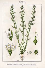 Attēlu rezultāti vaicājumam “Thesium ebracteatum”