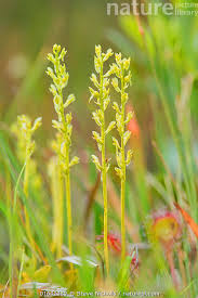 Attēlu rezultāti vaicājumam “Hammarbya paludosa flower”