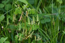 Attēlu rezultāti vaicājumam “Oxalis corniculata fruit”