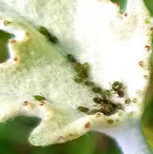 Attēlu rezultāti vaicājumam “Chaitophorus populeti”