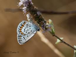 Attēlu rezultāti vaicājumam “Plebejus argus / Plebejus idas”
