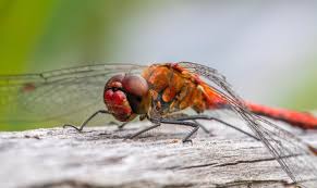 Attēlu rezultāti vaicājumam “Sympetrum sanguineum male”