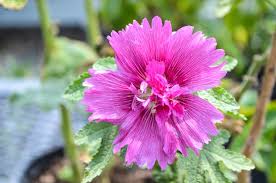 Image result for Alcea rosea