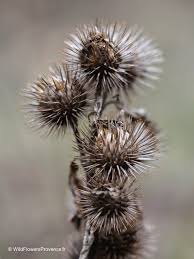 Attēlu rezultāti vaicājumam “Arctium lappa”