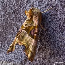 Attēlu rezultāti vaicājumam “Phlogophora meticulosa”