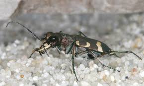 Attēlu rezultāti vaicājumam “Cicindela hybrida”