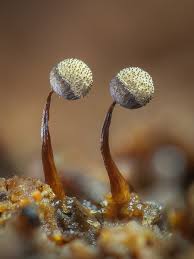 Attēlu rezultāti vaicājumam “Cribraria tenella spores”