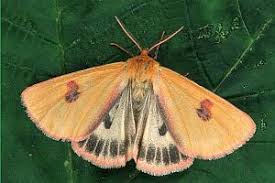 Attēlu rezultāti vaicājumam “Diacrisia sannio”