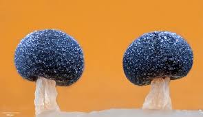 Attēlu rezultāti vaicājumam “Didymium squamulosum spores”