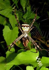 Image result for st andrews cross spider