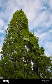 Attēlu rezultāti vaicājumam “Quercus robur Fastigiata leaf”