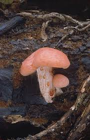 Attēlu rezultāti vaicājumam “Rhodotus palmatus”