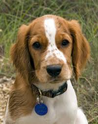 Jagdhunde » Rasseporträt Welsh Springer Spaniel - jenny_welsh_springer_spaniel_19